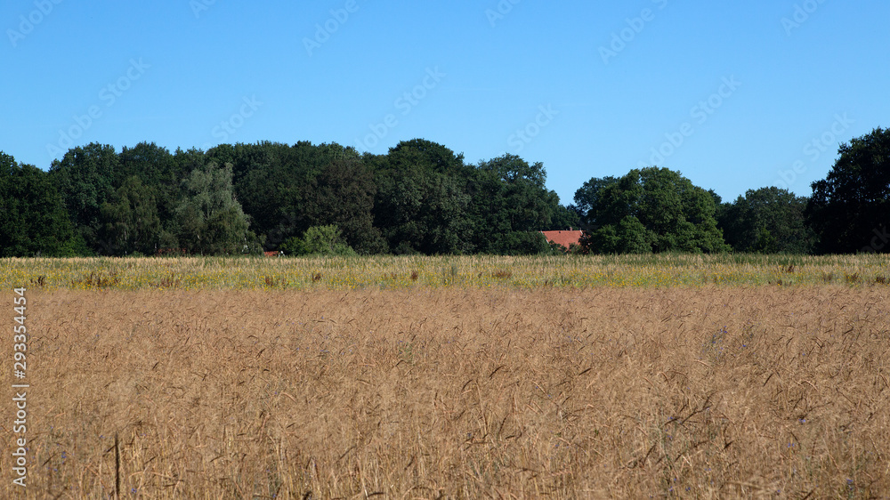 Typical landscape of eastern part of Dutch province Overijssel