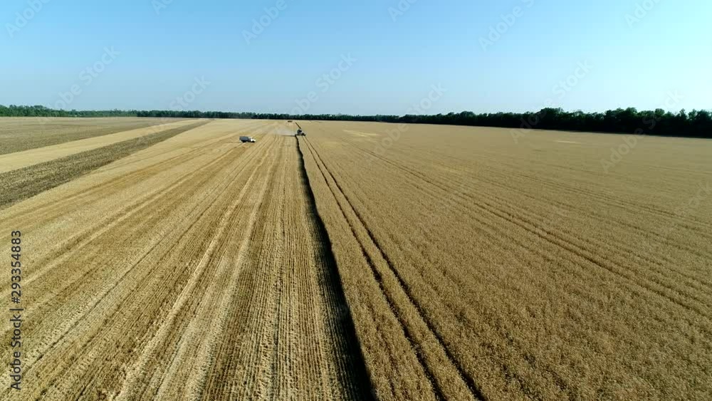 Aerial video: panorama of a golden field of ripened wheat. Harvesting by combines. Aerial video: panorama of a golden field of ripened wheat. Harvesting by combines.