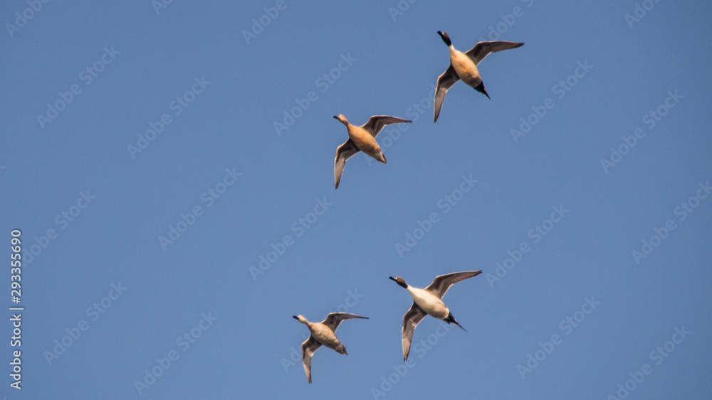 Obraz premium Canard Pilet