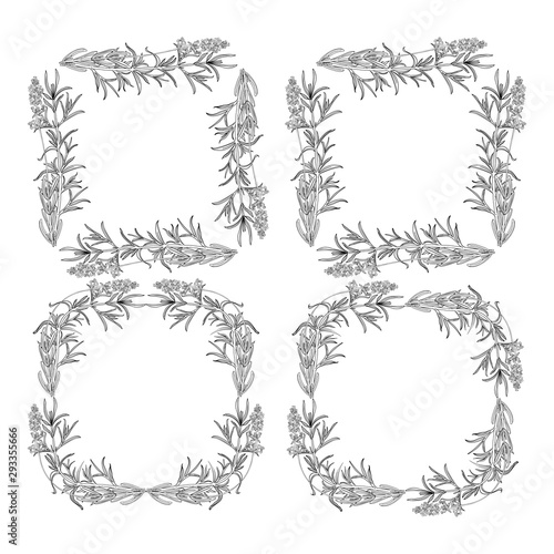 Herbal frame, vector hand drawn graphic assorted herbs and old style frame on a paper