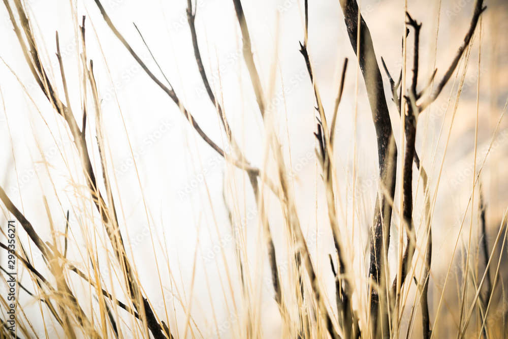 Obraz premium Trockenes Gras in der Steppe