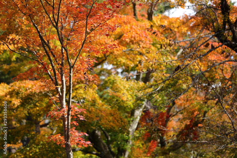 紅葉の風景