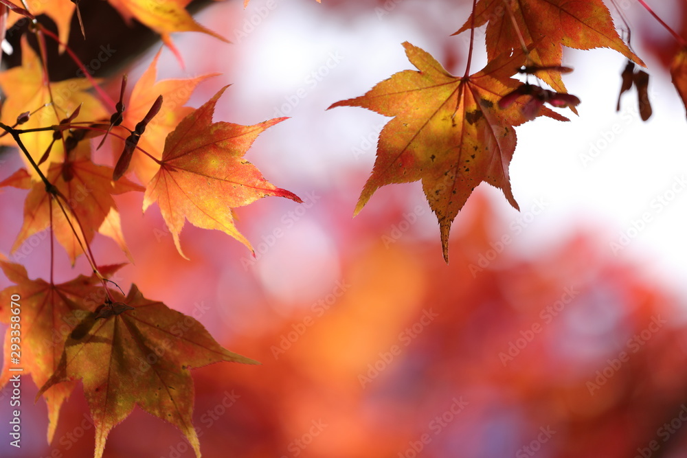 紅葉の風景 紅葉の風景