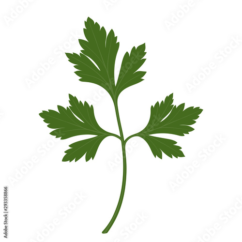 Green fresh parsley leaf. Isolated on white background. Vector illustration.