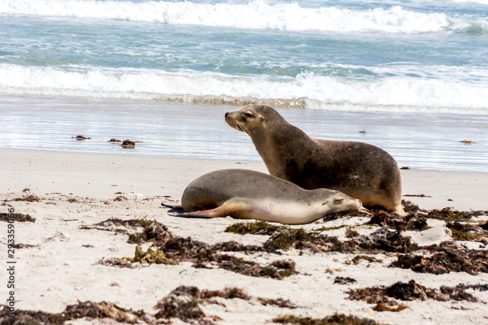 Fototapeta premium Two Sea Lions on the sandy beach, South Australia.