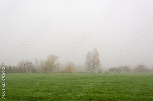Foggy autumn landscape with leaves engulfed in warm colors.