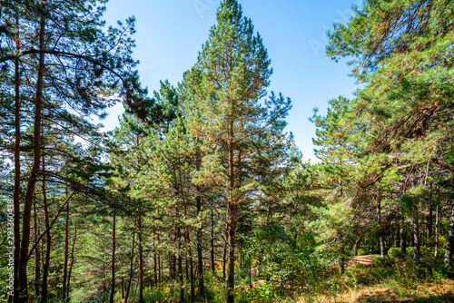 Pine forest: trees lit by the sun, autumn day