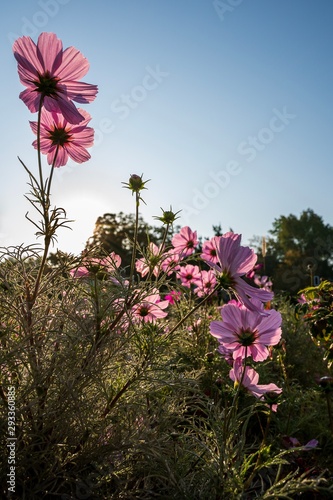 flowers on a background of blue sky