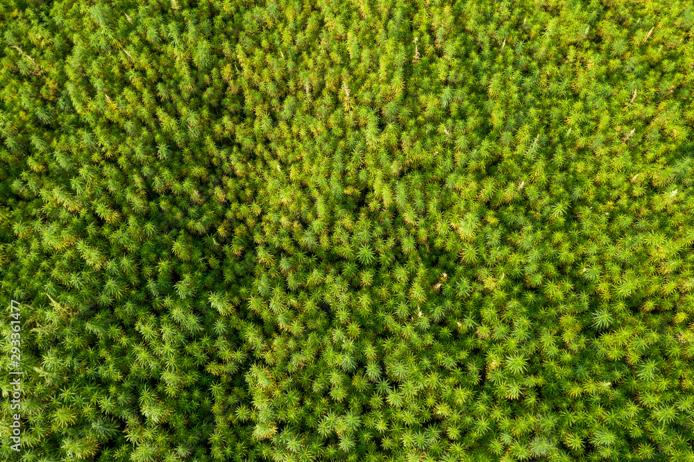 Aerial top view of a beautiful marijuana CBD hemp field