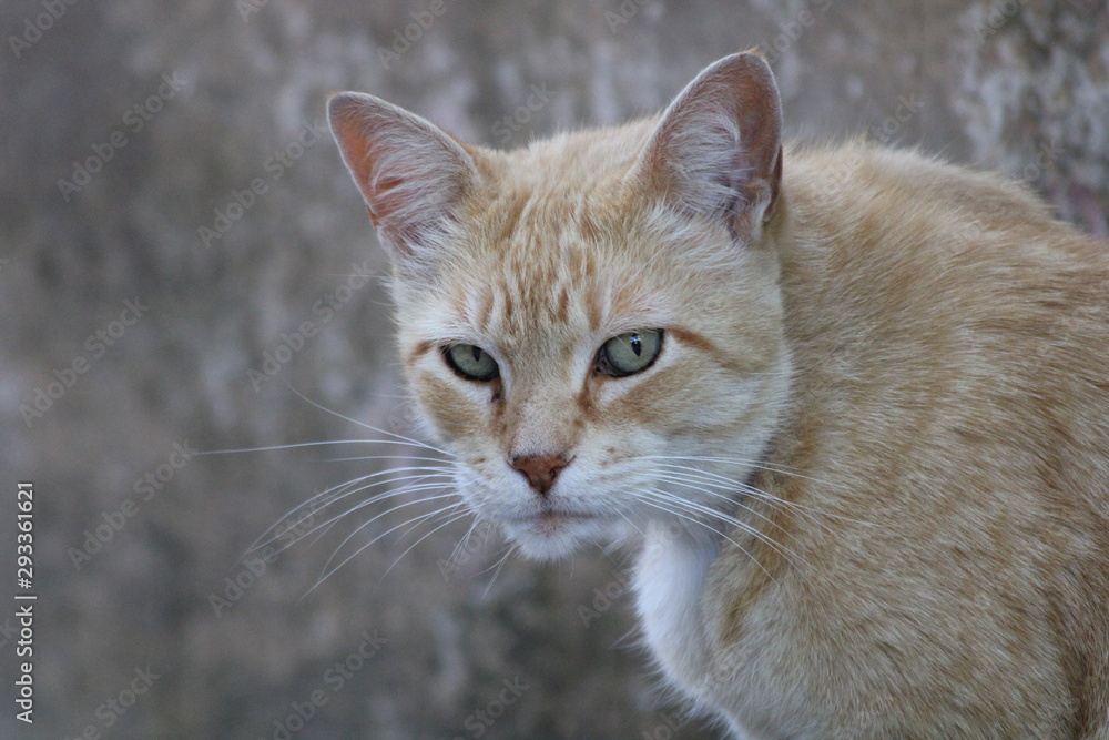 felinos, animal, mascota, gatita, cuca, felíno, domestica, retrato, pelaje, ocular, gato atigrado, joven, mamífero, felinos, felinos, bigote, hermoso, cara, adorable, miniatura, ocular, mascota, mirad