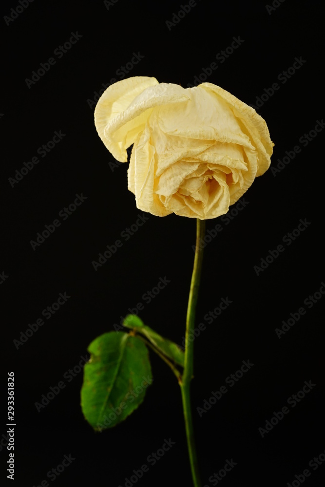 白 バラ 薔薇 ばら 一輪 黒バック 黒背景 マクロ 接写 枯れた しおれた ビビットカラー Stock Photo Adobe Stock