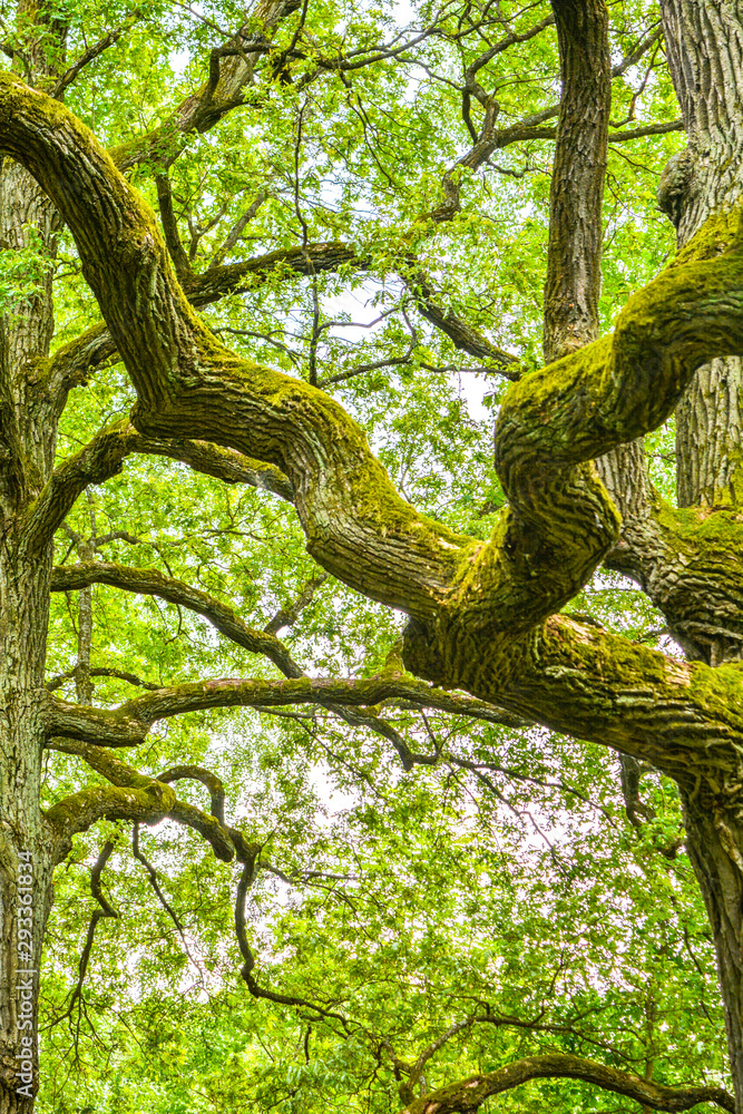 Mossy clumsy branches of a mighty ancient oak tree in a summer forest. Old oak with bark covered with moss and lichen in a natural setting Mossy clumsy branches of a mighty ancient oak tree in a summer forest. Old oak with bark covered with moss and lichen in a natural setting