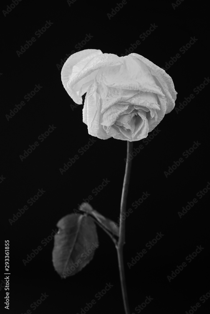 白 バラ 薔薇 ばら 一輪 黒バック 黒背景 マクロ 接写 枯れた しおれた 白黒 モノクロ Stock Photo Adobe Stock