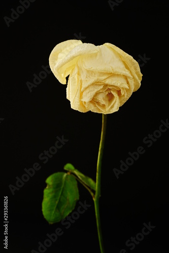 白 バラ 薔薇 ばら 一輪 黒バック 黒背景 マクロ 接写 枯れた しおれた ビビットカラー Stock Photo Adobe Stock