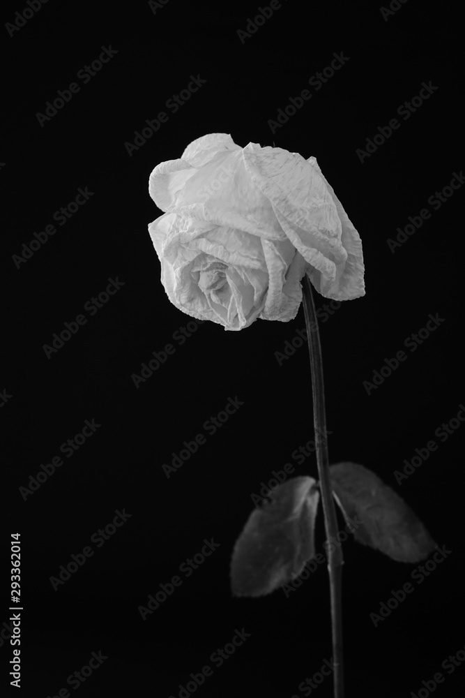 白 バラ 薔薇 ばら 一輪 黒バック 黒背景 マクロ 接写 枯れた しおれた 白黒 モノクロ Photos Adobe Stock 白 バラ 薔薇 ばら 一輪 黒バック 黒背景 マクロ 接写 枯れた しおれた 白黒 モノクロ Photos Adobe Stock