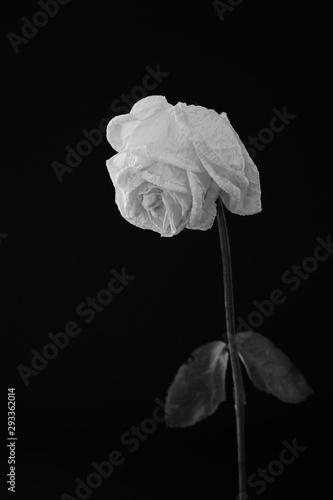 白　バラ　薔薇　ばら　一輪　黒バック　黒背景　マクロ　接写　枯れた　しおれた　白黒　モノクロ