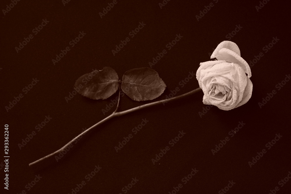 白 バラ 薔薇 ばら 一輪 黒バック 黒背景 マクロ 接写 枯れた しおれた セピア Stock Photo Adobe Stock