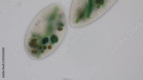 Frontonia sp. is a genus of free-living unicellular ciliate protists under the microscope. photo