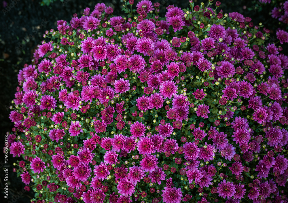 Fototapeta premium Picture of pretty chrysanthemum flowers close-up at park