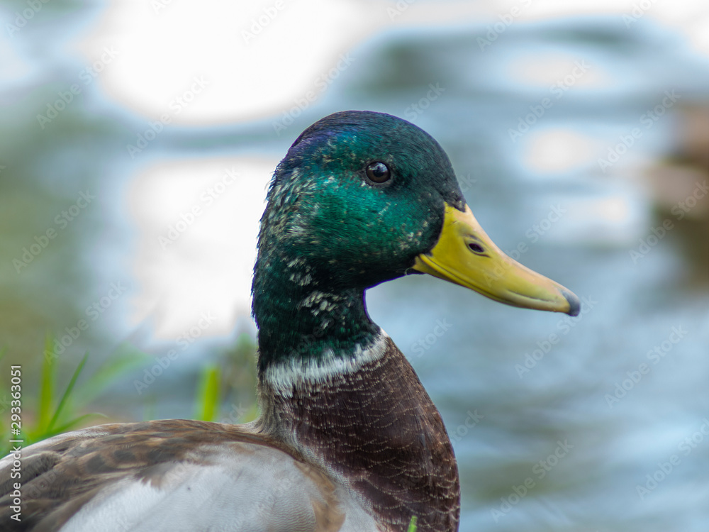 Obraz premium portret kaczora