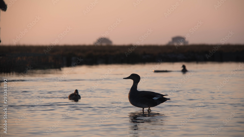 Canard Coucher de Soleil