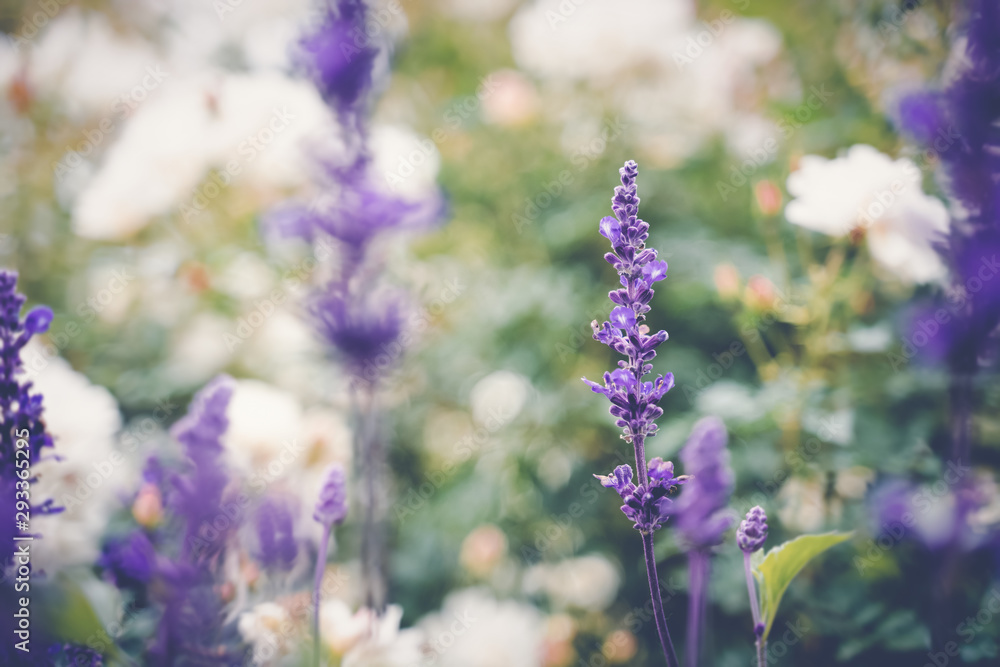 Obraz premium purple wildflowers, natural background, image with retro toning