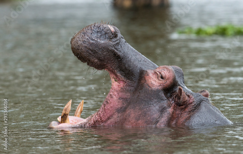 Hippopotamus in Water of Lake Naivasha,Kenya,Africa