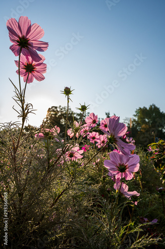 Cosmos bipinnatus Schmuckkörbchen grüßen die Sonne