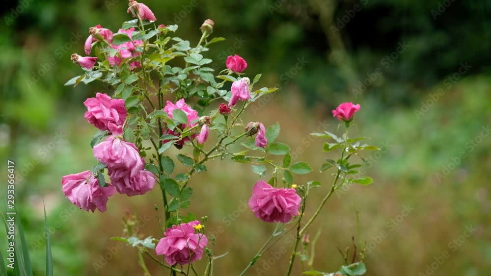 A pink colored rose in the garden in summer during rain