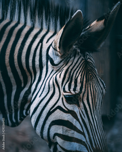 zebra portrait emotion