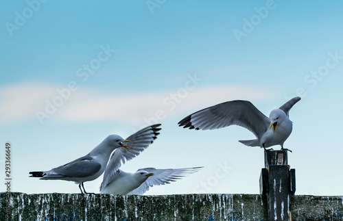 seagulls group portrait