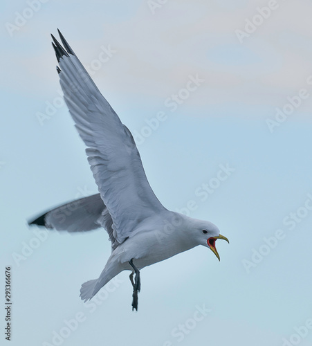 seagull fighting flying