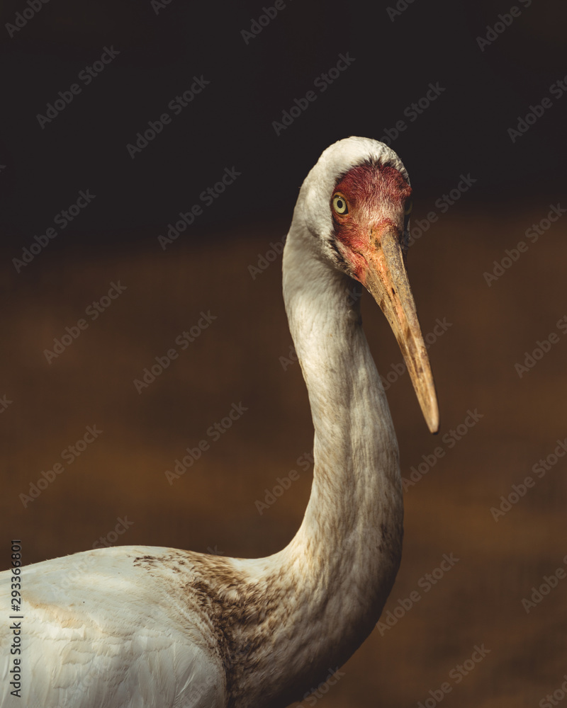 Obraz premium pelican portrait bird