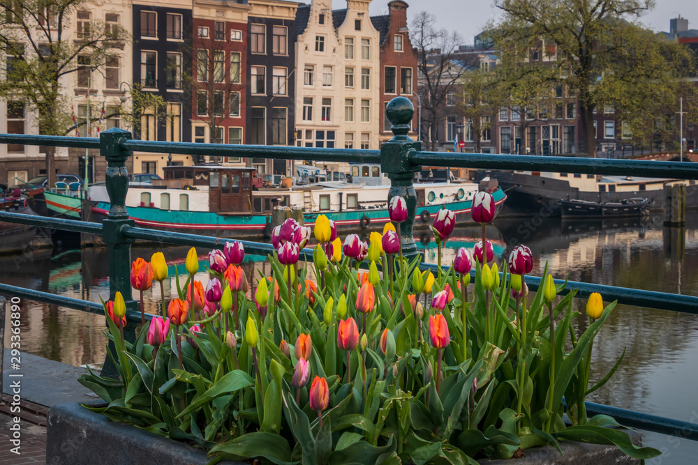 colorful tulips in amsterdam