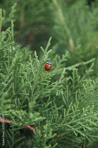 red beetle on a green leaf, on a Sunny day