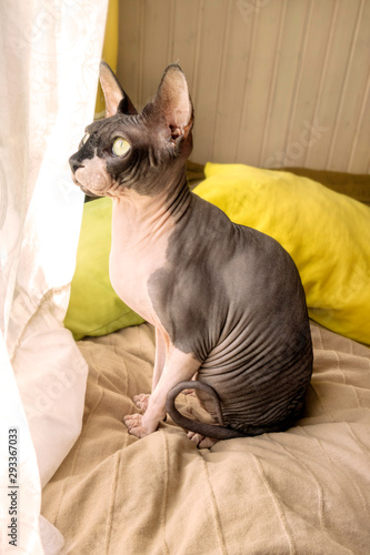 Cat of breed the canadian Sphynx sitting and looking out the window. Hairless tomcat portrait close up.