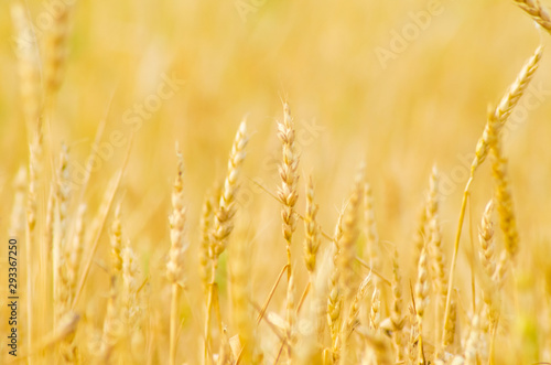 field of ripe wheat at sunset harvesting agriculture