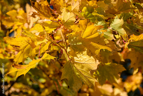 Yellow maple leaves.