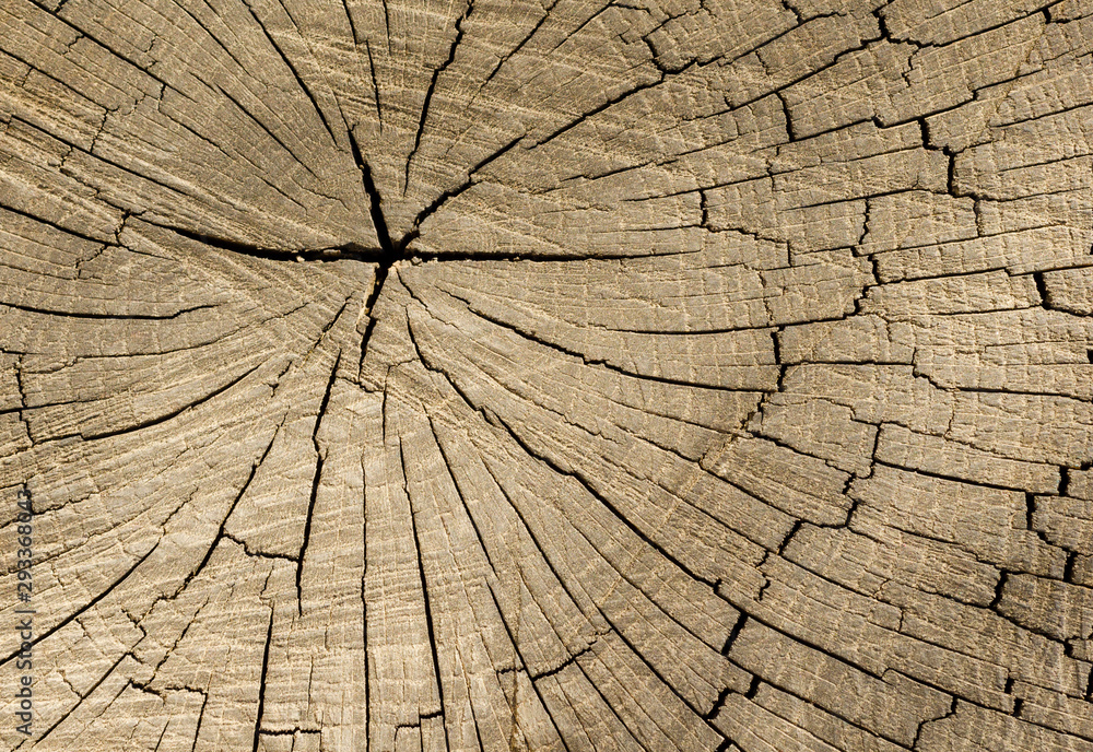 Fototapeta premium The texture of the old stump. Macro