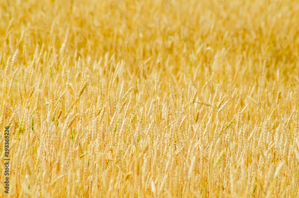 field of ripe wheat at sunset harvesting agriculture field of ripe wheat at sunset harvesting agriculture