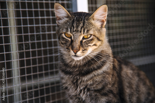 Photography A stray cat staring into the camera