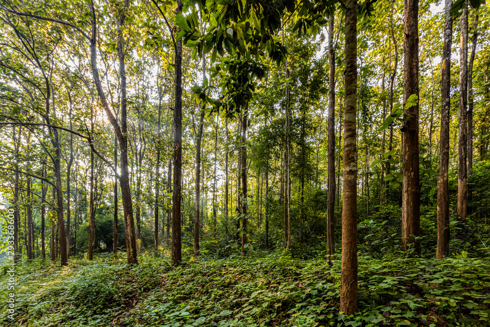 Obraz premium Teak forest with morning light