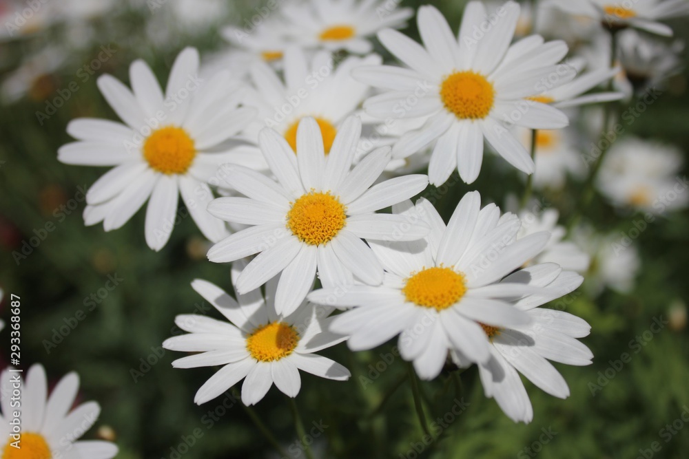 Fototapeta premium Daisies in the garden.