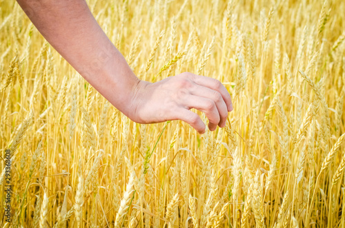 farmer s hand in the field checks the readiness of ripe wheat at sunset harvesting agriculture