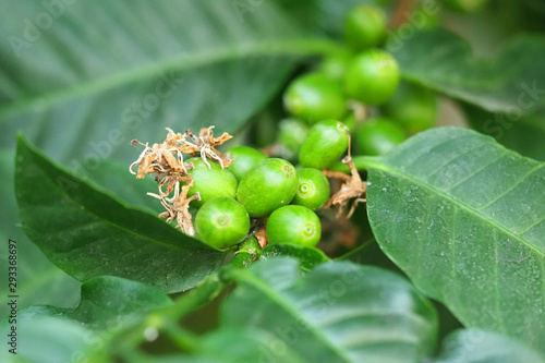 Branch of Coffea arabica. Green coffee beans on the tree