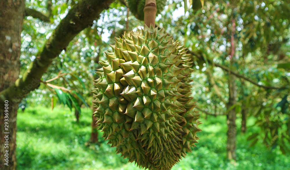 ทุเรียน ทุเรียน