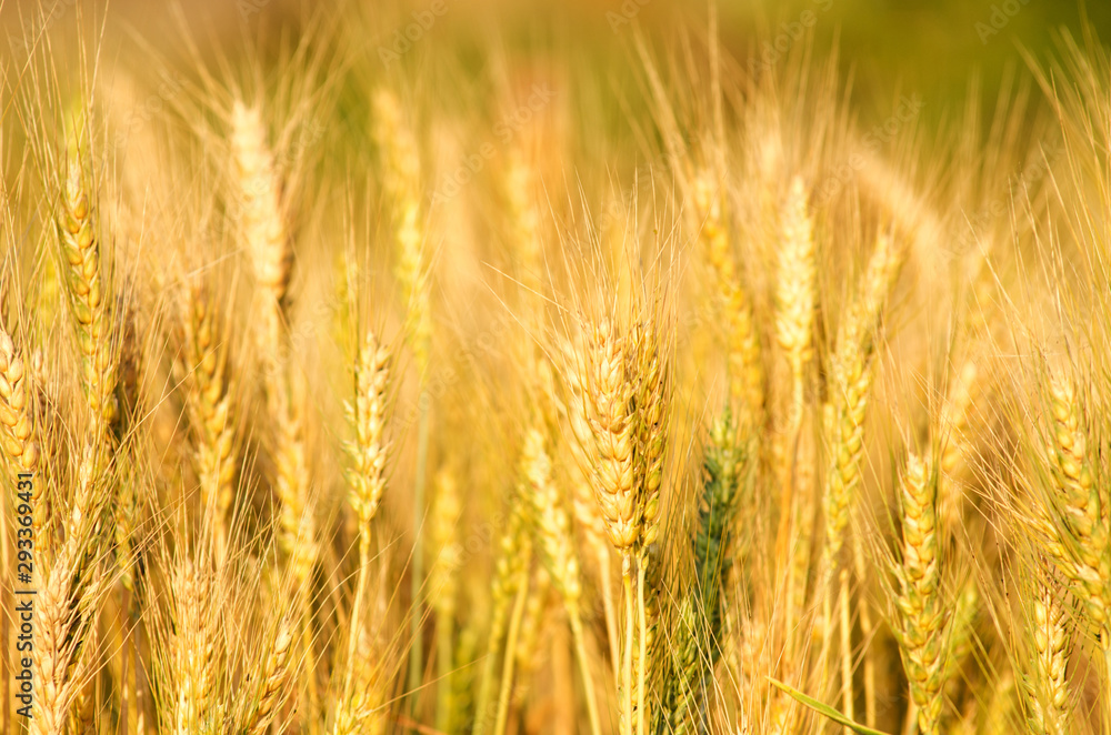close up of beautiful barley field, plantation in northern of Thailand wait for harvest, low depth of field. close up of beautiful barley field, plantation in northern of Thailand wait for harvest, low depth of field.