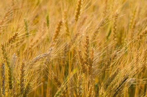 Beautiful barley field wait for harvest