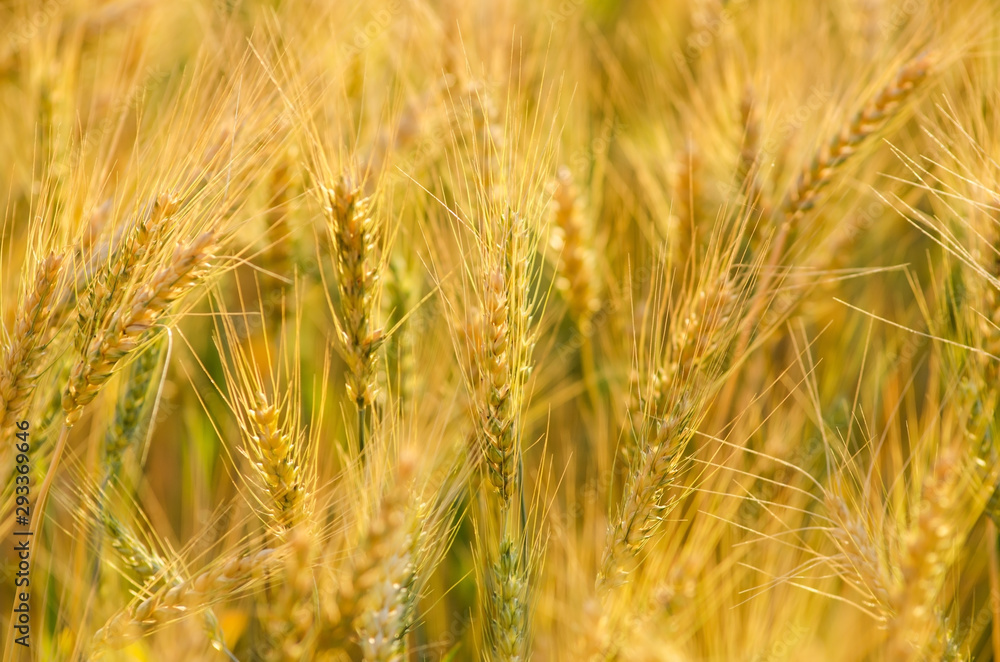 Beautiful barley field wait for harvest Beautiful barley field wait for harvest