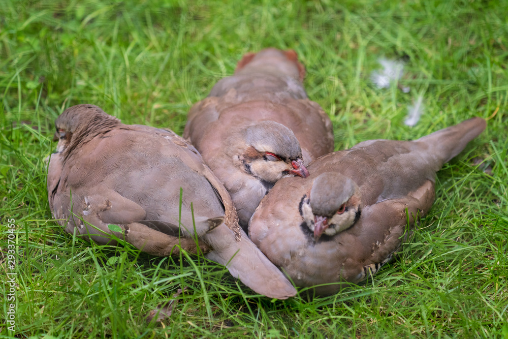Obraz premium Schlafende Vögel